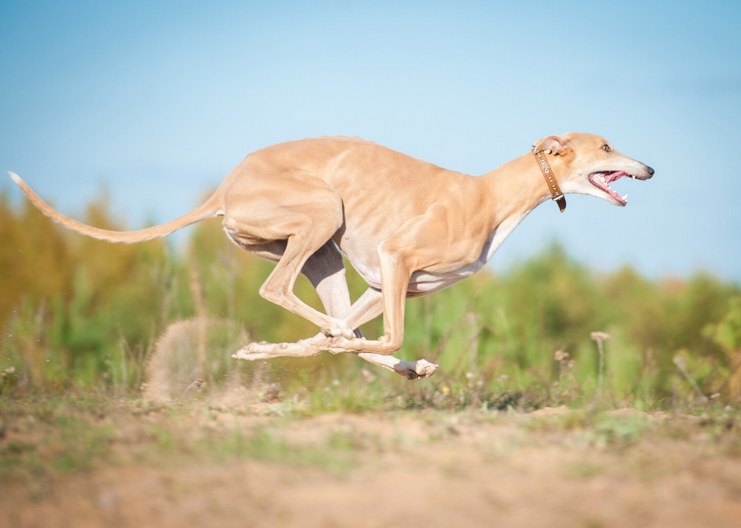Greyhounds can run faster than the fastest human